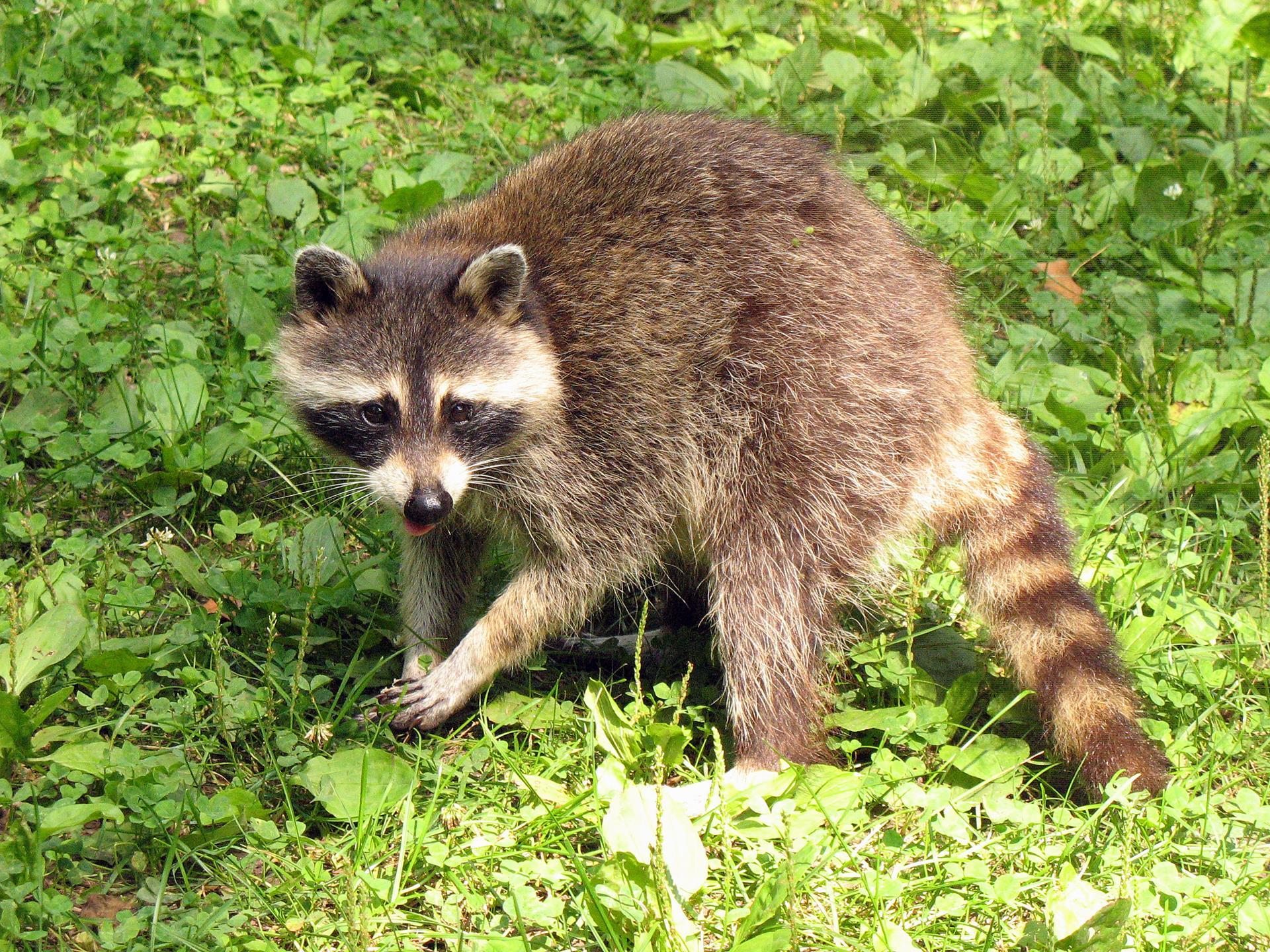 Dmc raccoon kit